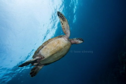I Believe I Can Fly by Taco Cheung 